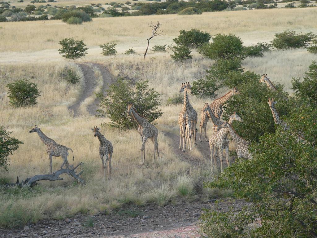 Etendeka Mountain Camp دامارالاند المظهر الخارجي الصورة